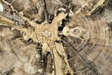 Polished Petrified Wood Round - Swartz Canyon, Oregon #366000-1